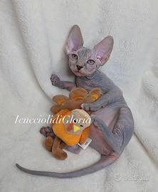 Stupenda sphynx