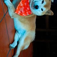 SHIBA maschio disponibile per accoppiamento