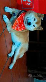 SHIBA maschio disponibile per accoppiamento