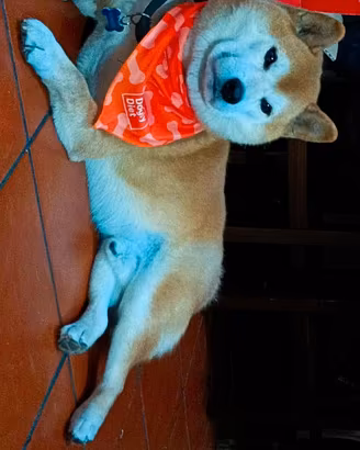 SHIBA maschio disponibile per accoppiamento
