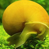 Piante lumache ed altro per acquario