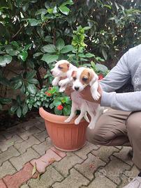 Jack Russell zampa corta