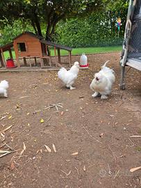 Gallo Moroseta
