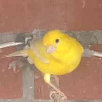 Maschio giallo intenso 2025