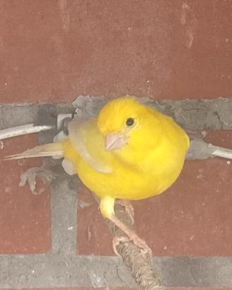 Maschio giallo intenso 2025
