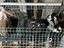 Immagine 6