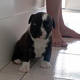 Staffordshire bull terrier