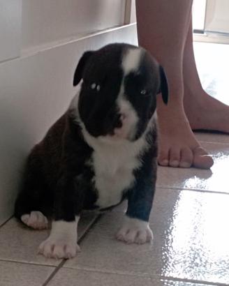 Staffordshire bull terrier