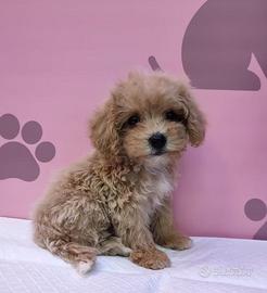 maltipoo toy