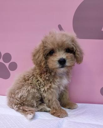 maltipoo toy