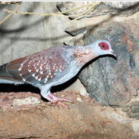 Colombi della guinea