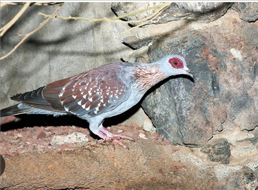 Colombi della guinea