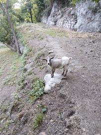 Capretta nana