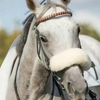 Fattrice pura inglese