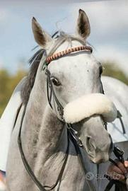 Fattrice pura inglese