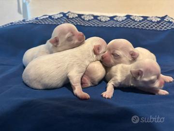 Cuccioli disponibili il nido di priscilla