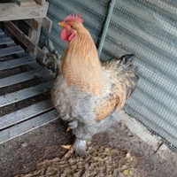 Gallo cocincina gigante