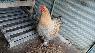 Gallo cocincina gigante