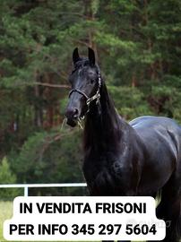 Numero 20 frisoni