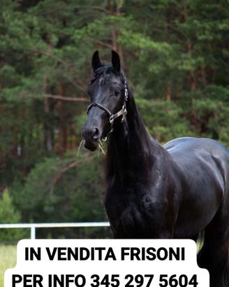 Numero 20 frisoni