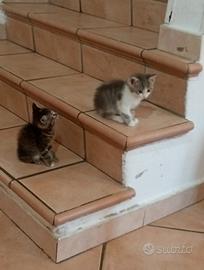 Dolci gattine