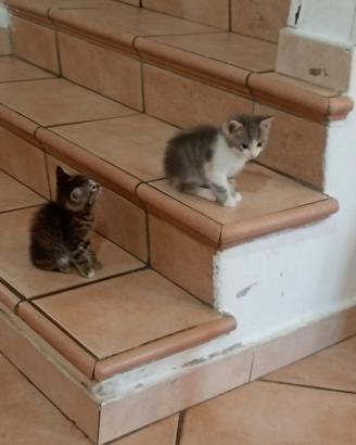 Dolci gattine