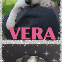 Cuccioli incantevoli