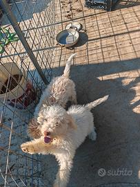 Lagotto romagnolo con pedegree