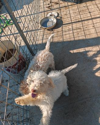 Lagotto romagnolo con pedegree