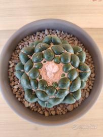 Coryphantha elephantidens inermis cactus succulent
