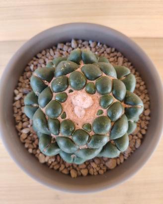 Coryphantha elephantidens inermis cactus succulent