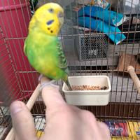 Cocorita allevata a mano