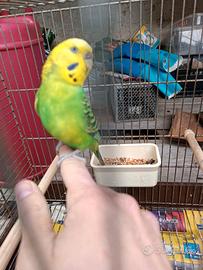 Cocorita allevata a mano