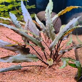 Cryptocoryne beckettii var. petchii.