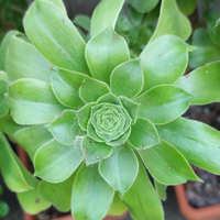 Aeonium arborescens piante grasse