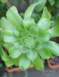 Aeonium arborescens piante grasse