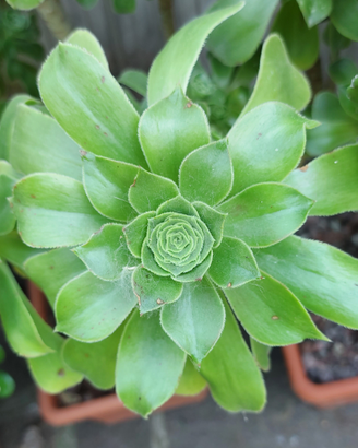Aeonium arborescens piante grasse