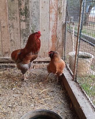 Coppia galline livornesi e altre razze