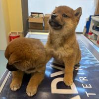 Shiba Inu rosso con Pedigree Italiano