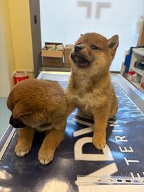 Shiba Inu rosso con Pedigree Italiano