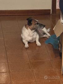 Jack russel