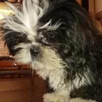 Splendido cucciolo di Shitzu