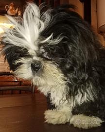 Splendido cucciolo di Shitzu