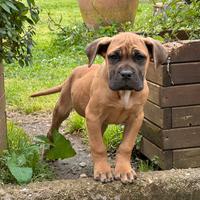 Cane Corso