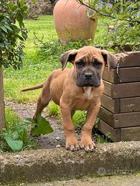 Cane Corso