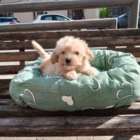 Barboncino toy femmina