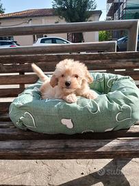 Barboncino toy femmina