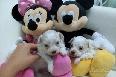 Cuccioli Maltipoo in prenotazione