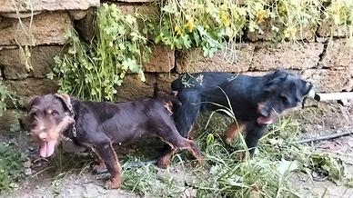 Jcak terrier