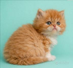 Cucciolo gatto persiano MASCHIO